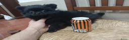 Pomerania perros en venta: Pomerania macho  - Anuncio 1