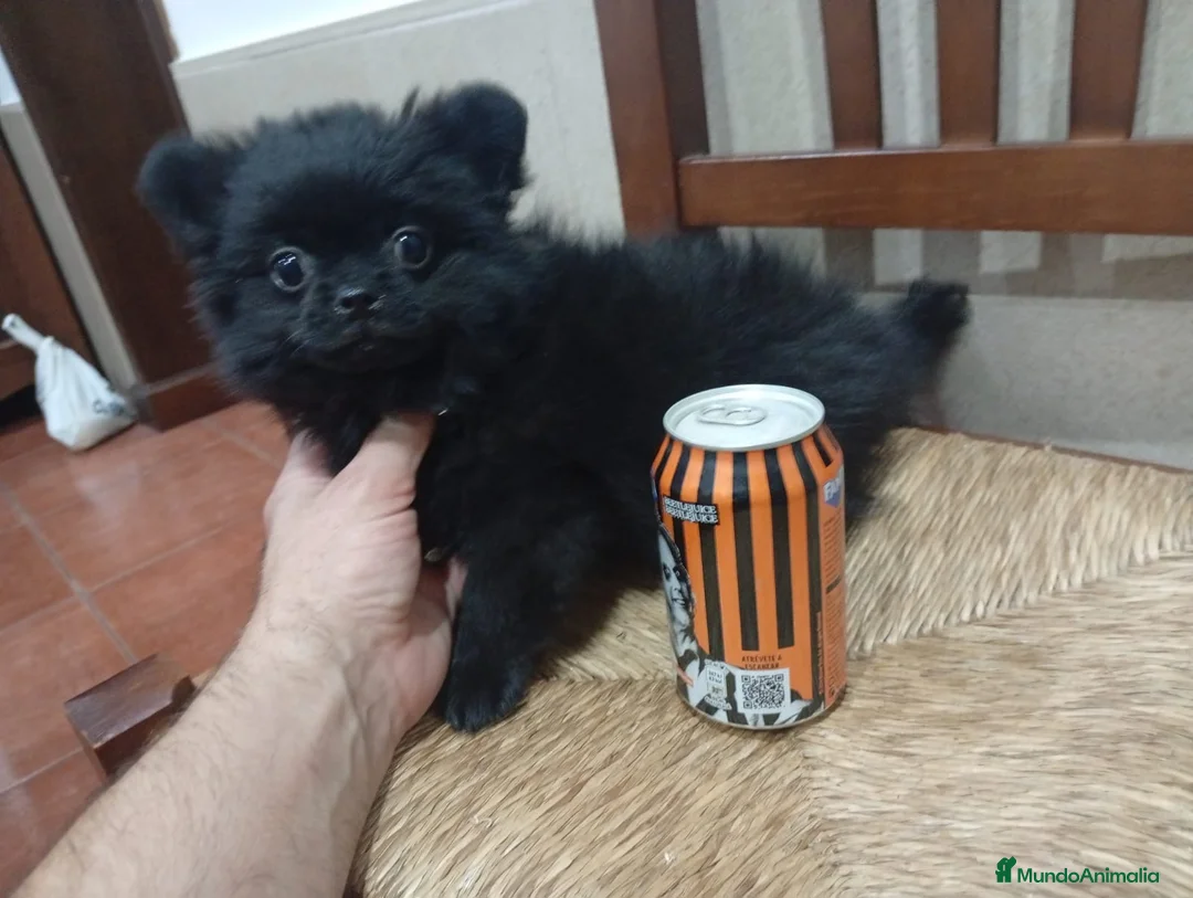 Pomerania perros en venta: Pomerania macho  - Anuncio 1
