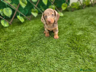 Teckel Miniatura perros TECKEL KANNINCHEN - Anuncio 1