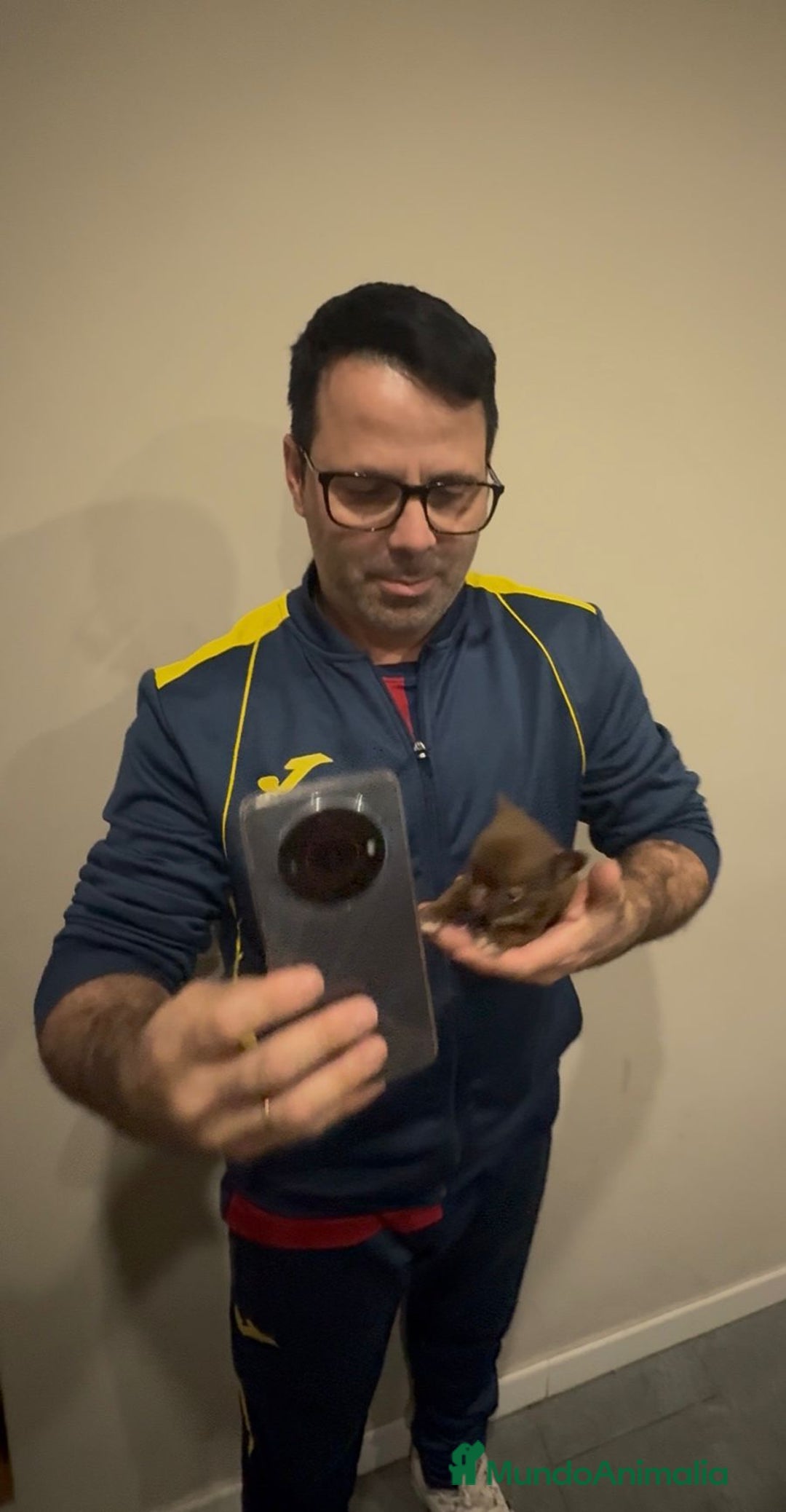 Chihuahua perros en venta: Chihuahua MICRO chocolate  - Anuncio 5