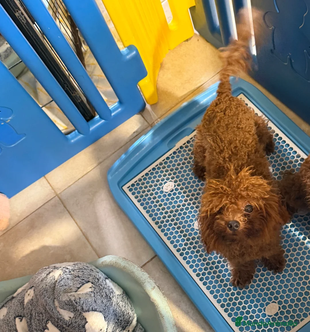 Caniche Toy perros en venta: Caniche toy rojo  - Anuncio 2