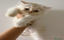 Persa gatos en venta: Gata persa - Imagen 2