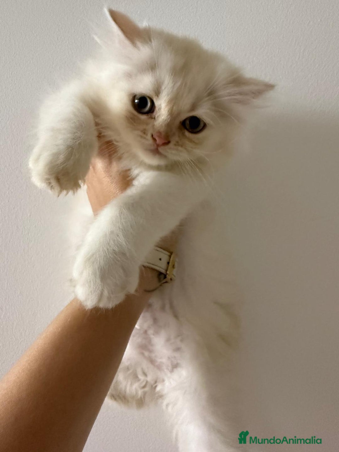 Persa gatos en venta: Gata persa - Imagen 2
