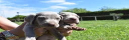 Weimaraner perros en venta: Preciosa camada de Braco de Weimar  en Barcelona - Anuncio 4