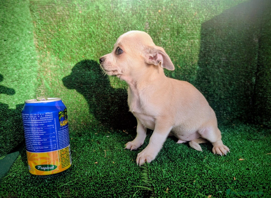 Chihuahua perros en venta: Chihuahua  - Anuncio 11