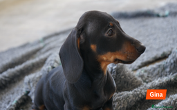 Teckel Miniatura perros en venta: 🐾 CONOCE A GINA UNA PEQUEÑA TECKEL MINIATURA 🖤 - Imagen 1