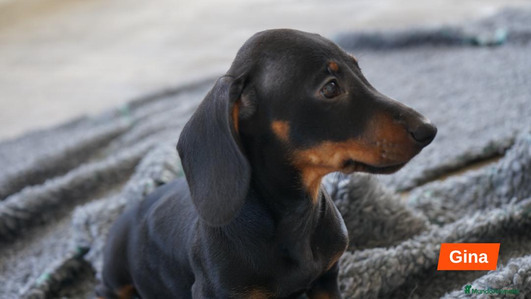 Teckel Miniatura perros en venta: 🐾 CONOCE A GINA UNA PEQUEÑA TECKEL MINIATURA 🖤 - Imagen 1