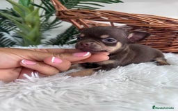 Chihuahua perros en venta: CHIHUAHUA MACHO CHOCOLATE  - Imagen 13