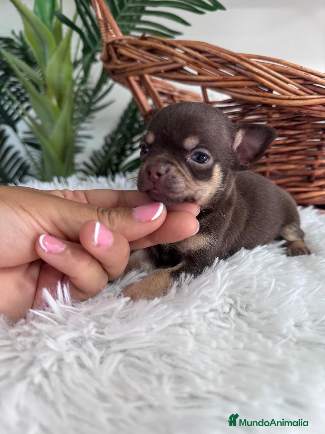 Chihuahua perros en venta: CHIHUAHUA MACHO CHOCOLATE  - Imagen 13