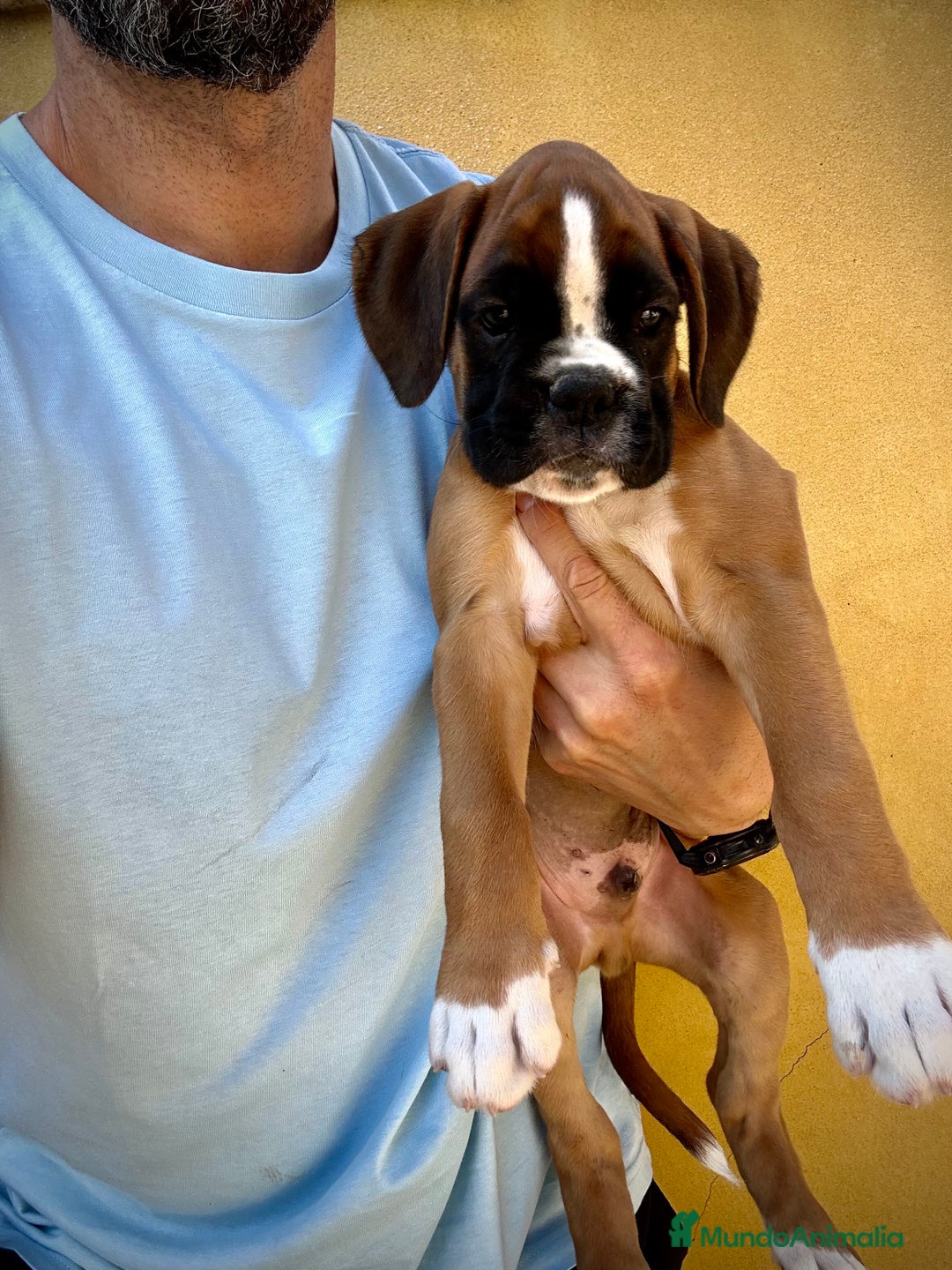 Boxer perros en venta: Boxer - Imagen 19