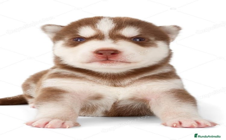 Husky Siberiano perros - Anuncio 6