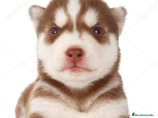 Husky Siberiano perros - Anuncio 10
