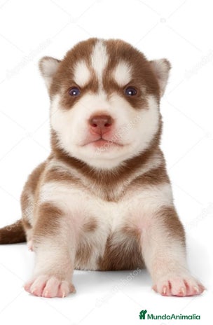 Husky Siberiano perros - Anuncio 6