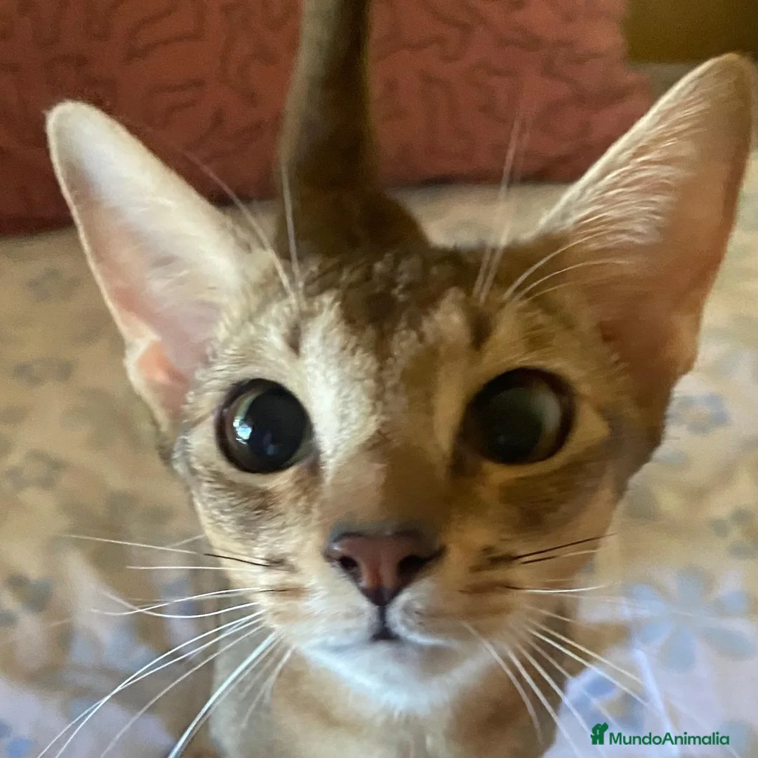 Abisinio gatos en venta: Abisinio Macho de Santa 4179 - AQUANATURA en Barcelona - Anuncio 9