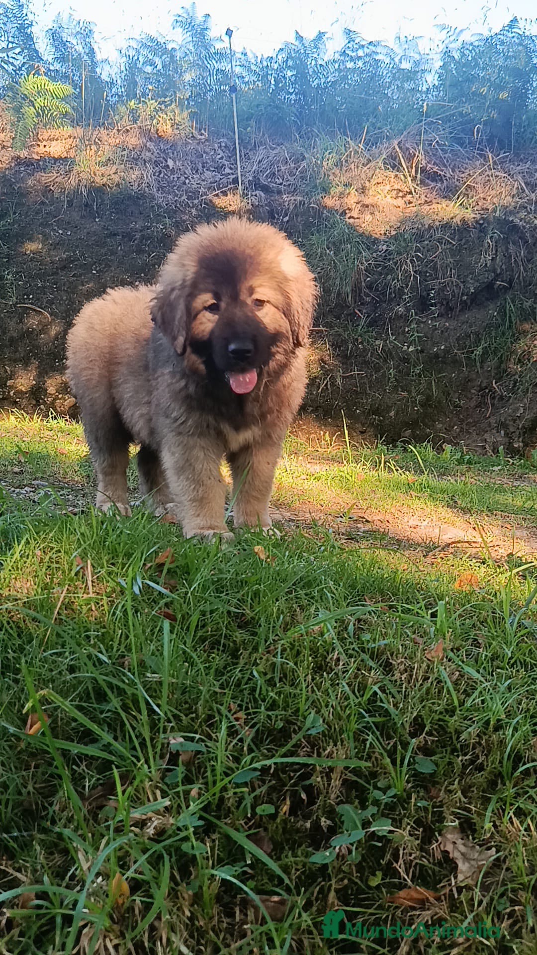 Pastor del Cáucaso perros Pastor Cáucaso  - Anuncio 1