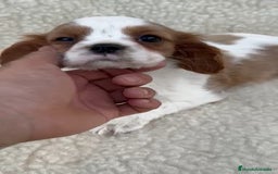 Cavalier King Charles Spaniel perros en venta: Cavalier  - Imagen 2