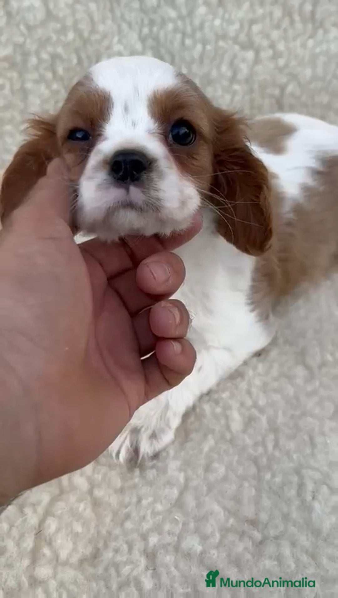 Cavalier King Charles Spaniel perros en venta: Cavalier  - Imagen 2