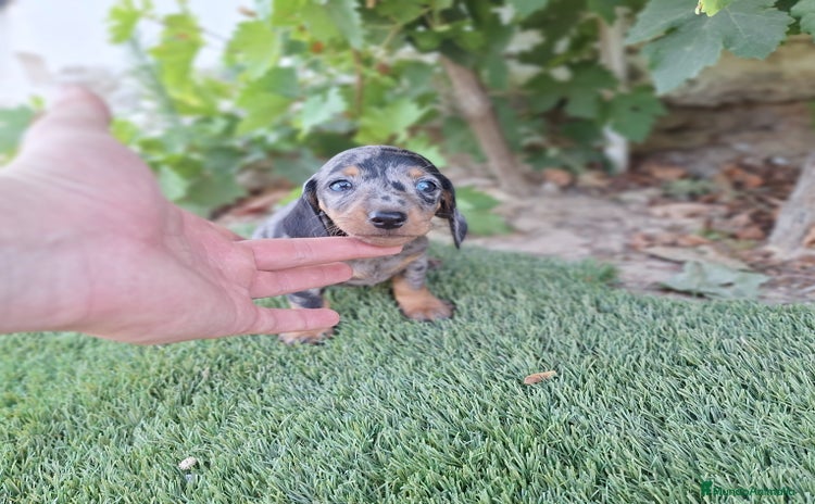 Teckel Miniatura perros - Propaganda 3