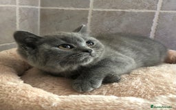 Británico de Pelo Corto gatos en venta: GATITOS BRITISH SHORT HAIR - Imagen 1