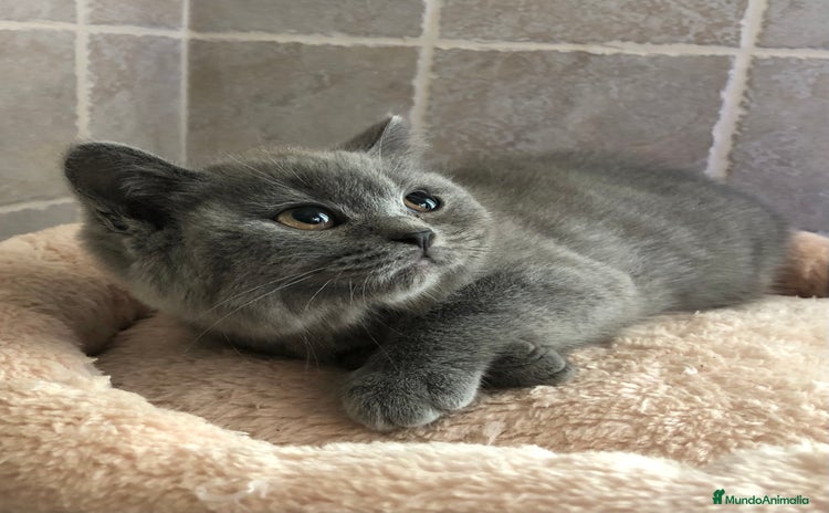 Británico de Pelo Corto gatos - Anuncio 3