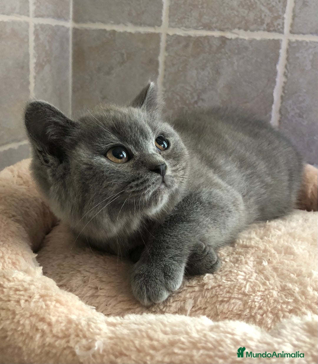 Británico de Pelo Corto gatos en venta: GATITOS BRITISH SHORT HAIR - Imagen 1