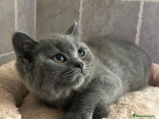 Británico de Pelo Corto gatos - Anuncio 2