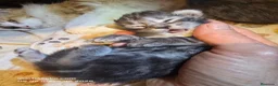 Bosque de Noruega gatos en venta: Bosque de Noruega - Anuncio 11
