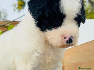 Perro de Agua Español perros PERRO DE AGUA ESPAÑOL - Anuncio 1