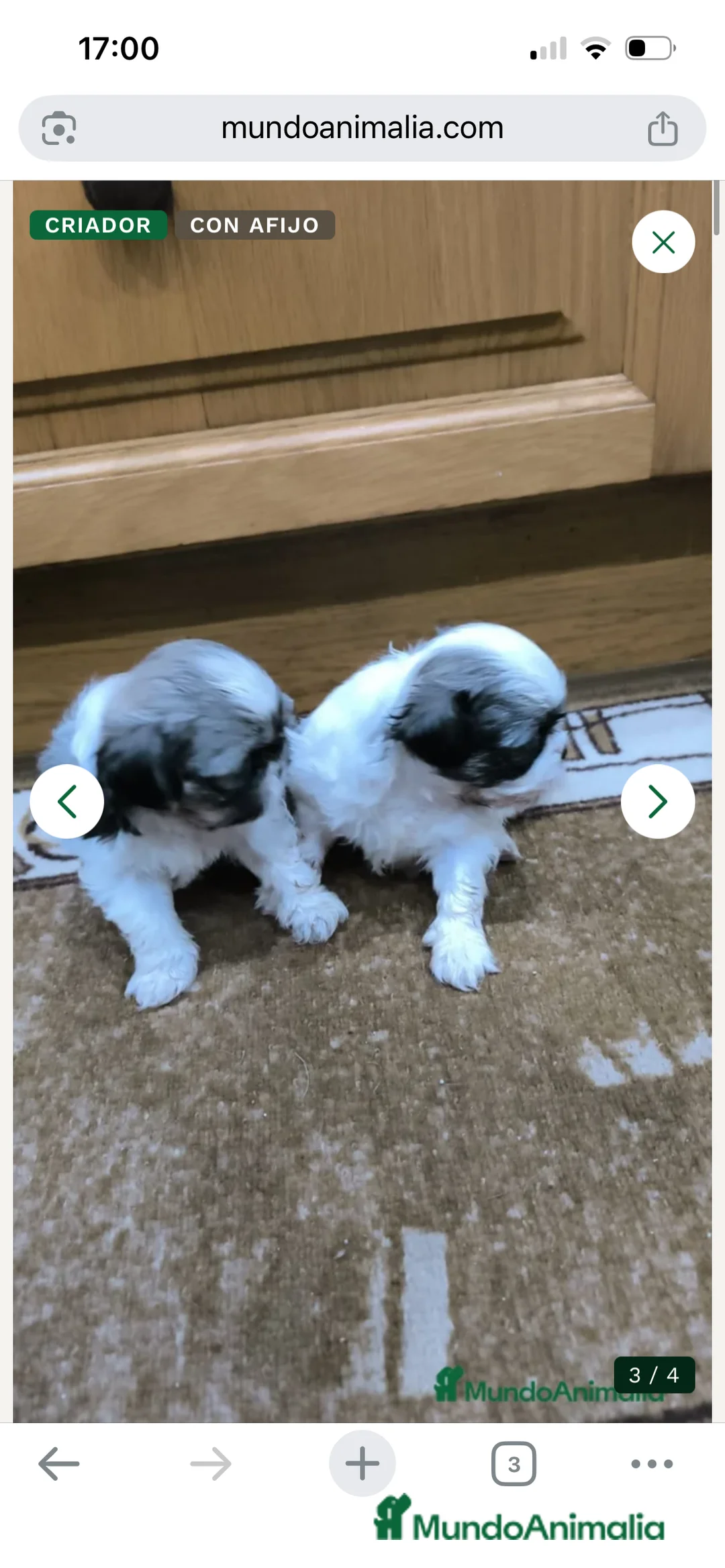 Shih Tzu perros en venta: PRECIOSA PAREJA OPORTUNIDAD  - Anuncio 4