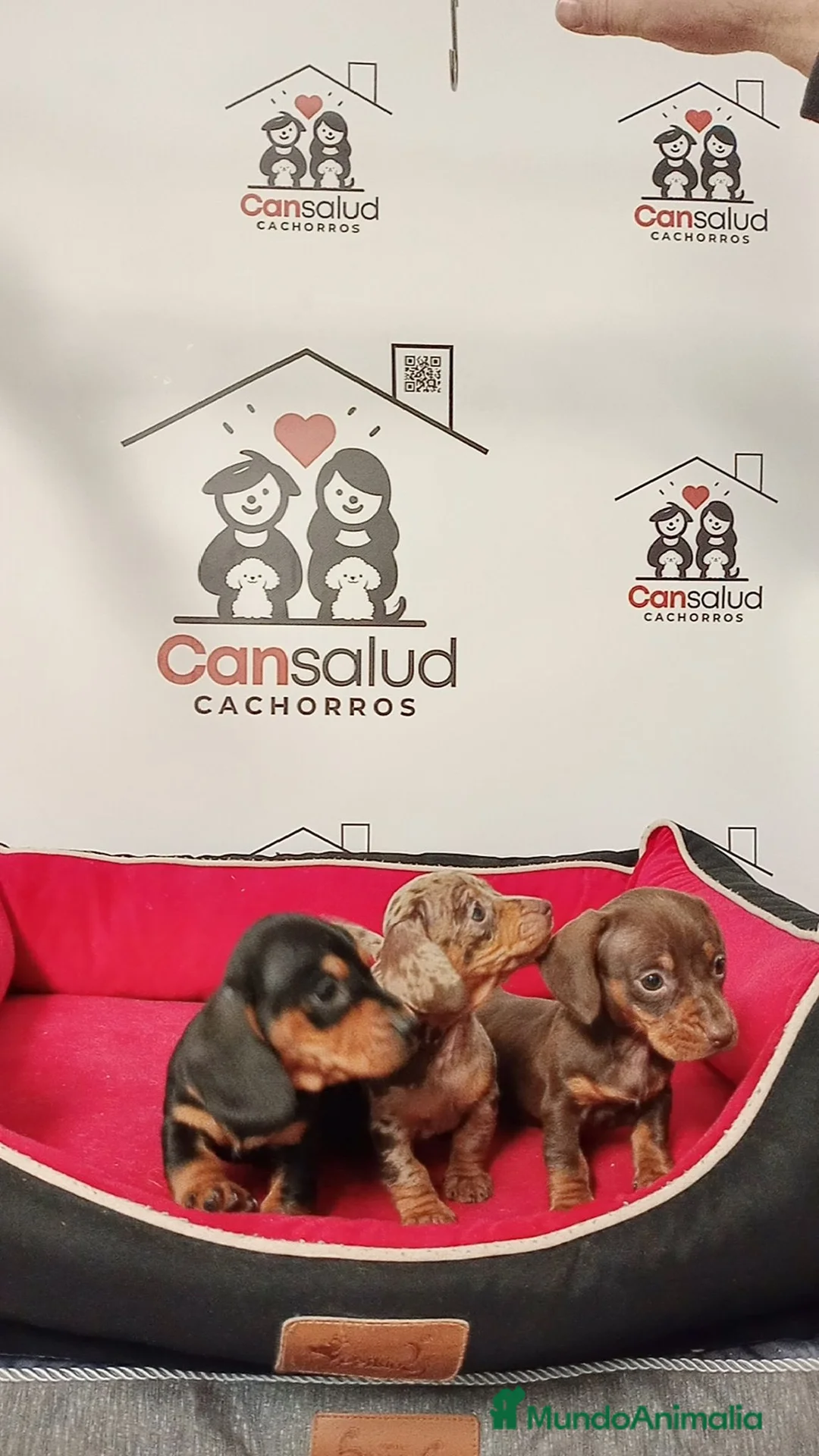 Teckel perros en venta: Teckel - Anuncio 2