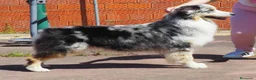 Pastor Australiano perros en venta: Futura camada de Pastor Australiano  - Anuncio 1