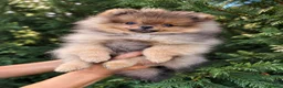 Pomerania perros en venta: Hembra Pomerania Naranja sable - Anuncio 2