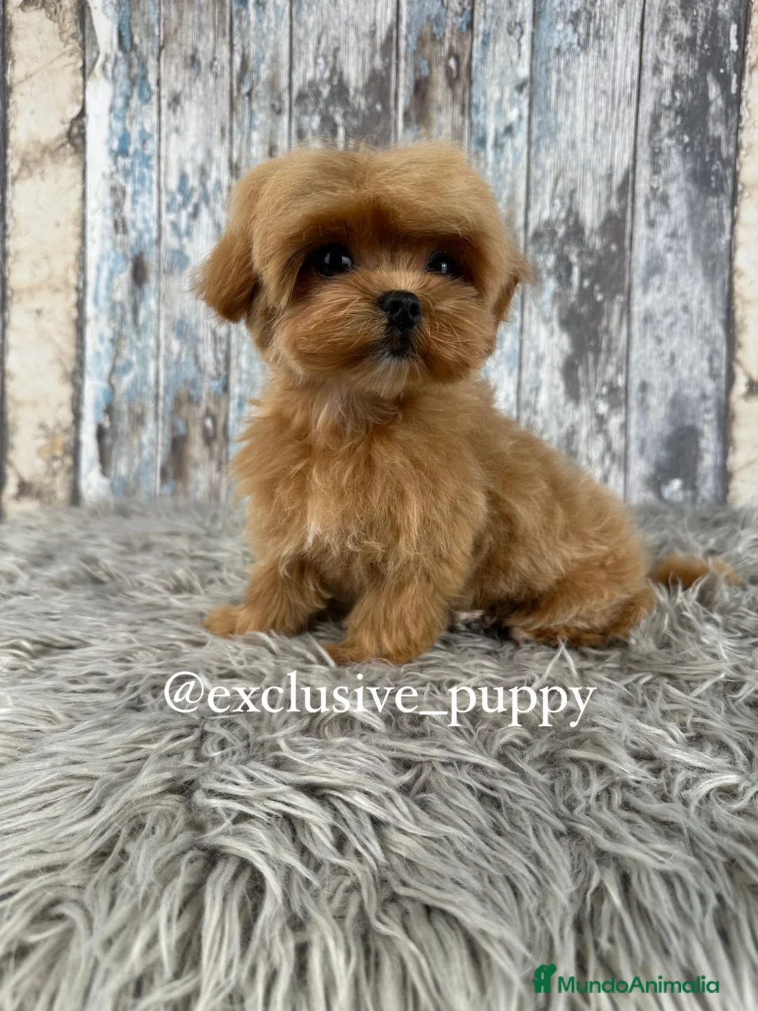 Maltipoo perros en venta: 🏆 Exclusivo Maltipoo Miniatura Coreano  - Anuncio 6