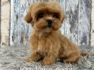 Maltipoo perros 🏆 Exclusivo Maltipoo Miniatura Coreano - Anuncio 6