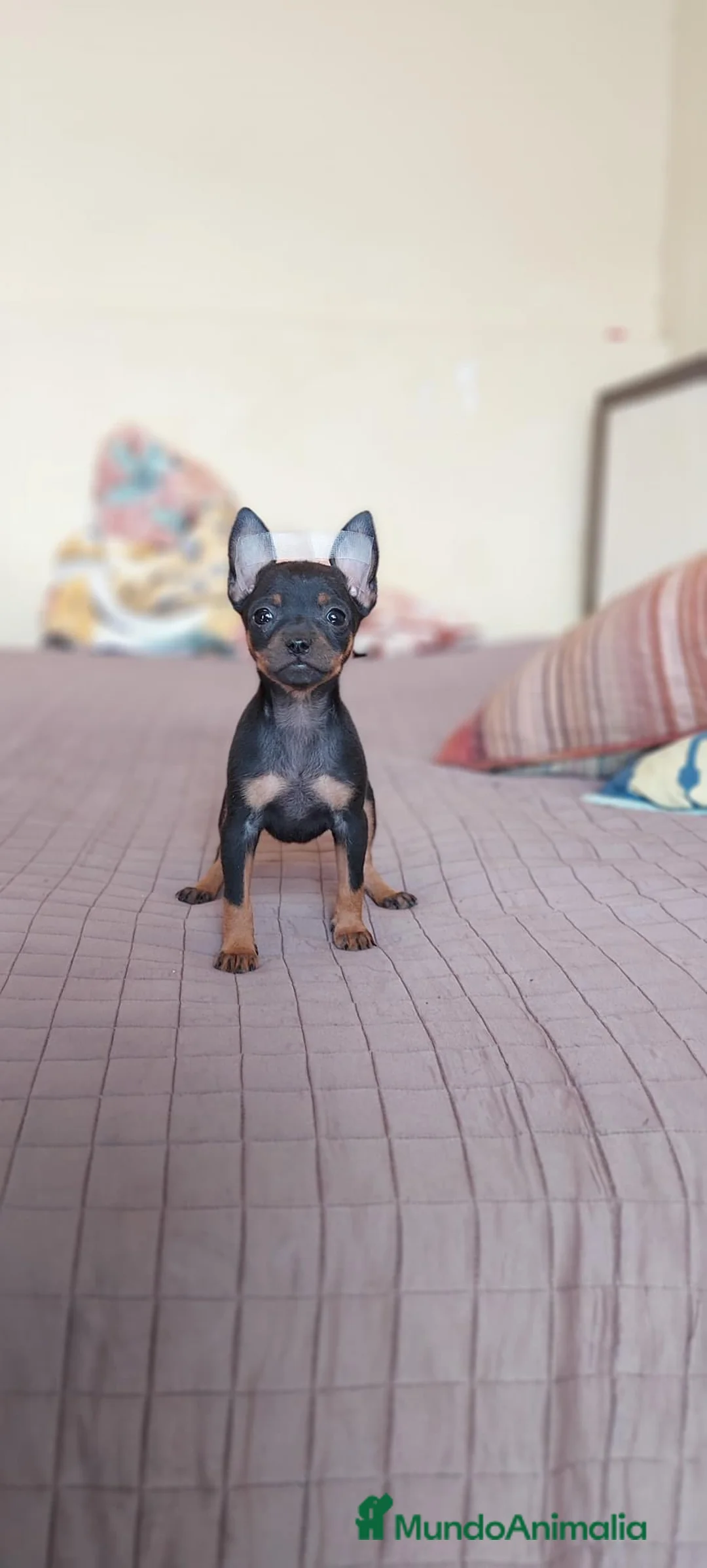 Pinscher Miniatura perros en venta: Pinscher miniatura ENTREGA A TODA ESPAÑA  en Ciudad Real - Anuncio 6