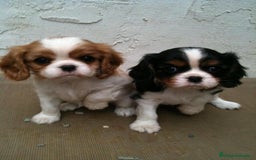 Cavalier King Charles Spaniel perros en venta: Cavalier King, una real compañía 👑🖤 - Imagen 4