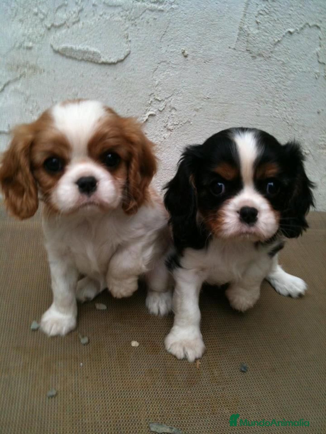 Cavalier King Charles Spaniel perros en venta: Cavalier King, una real compañía 👑🖤 - Imagen 4