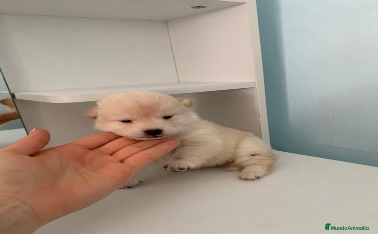 Shiba Inu perros - Propaganda 1