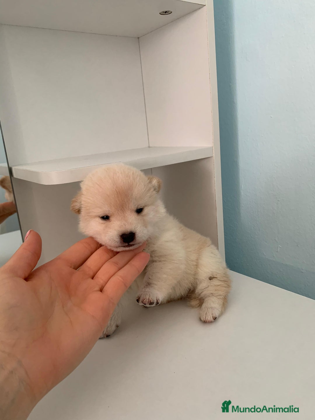 Shiba Inu perros en venta: Cachorros de calidad  - Imagen 1