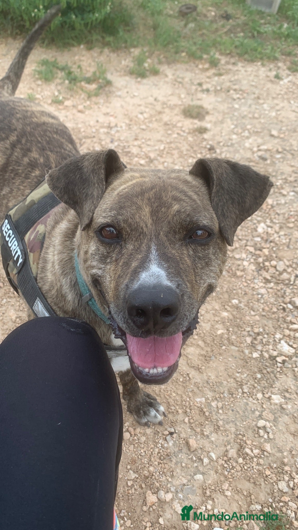 American Pit Bull Terrier perros TIGRE 🥰❤️ en Adopción  - Anuncio 3