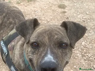 American Pit Bull Terrier perros TIGRE 🥰❤️ en Adopción - Anuncio 10