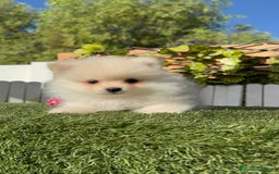 Pomerania perros en venta: POMERANIA - Imagen 5