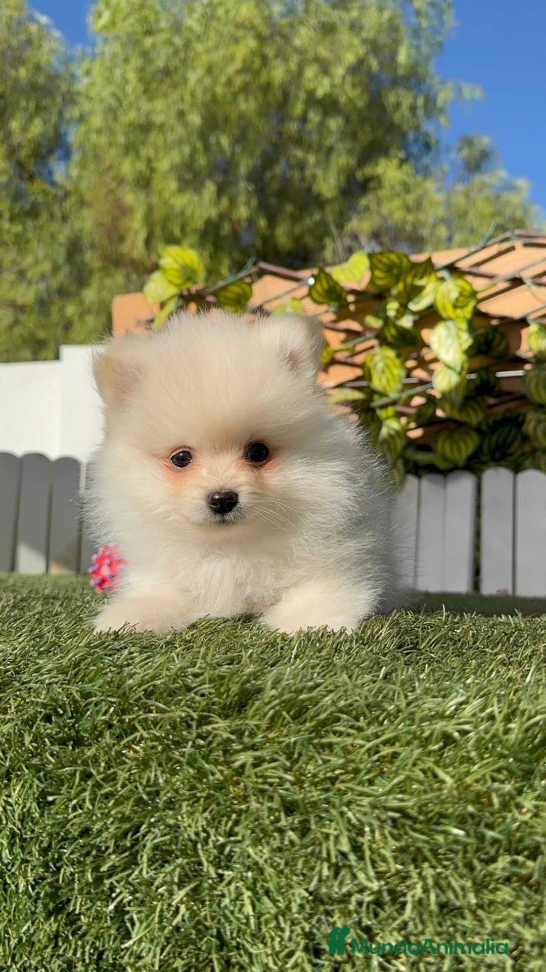 Pomerania perros en venta: POMERANIA - Imagen 5