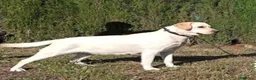Labrador Retriever perros en venta: Labrador - Anuncio 2