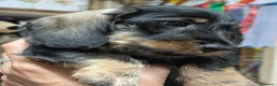 Teckel perros en venta: Camada de Teckel Pelo Duro - Anuncio 8