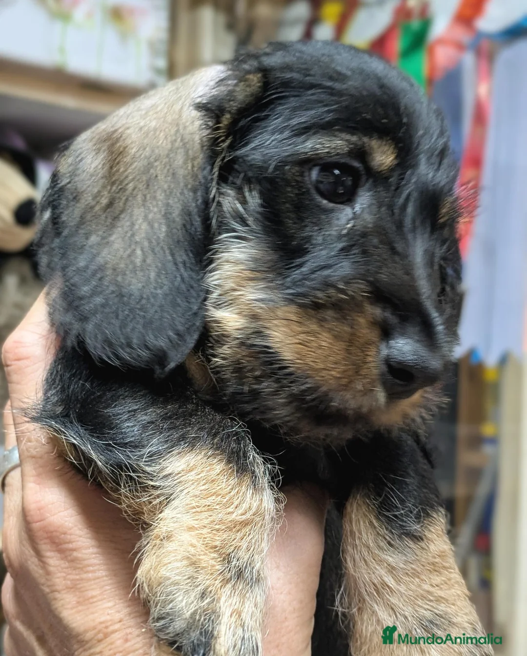 Teckel perros en venta: Camada de Teckel Pelo Duro - Anuncio 8