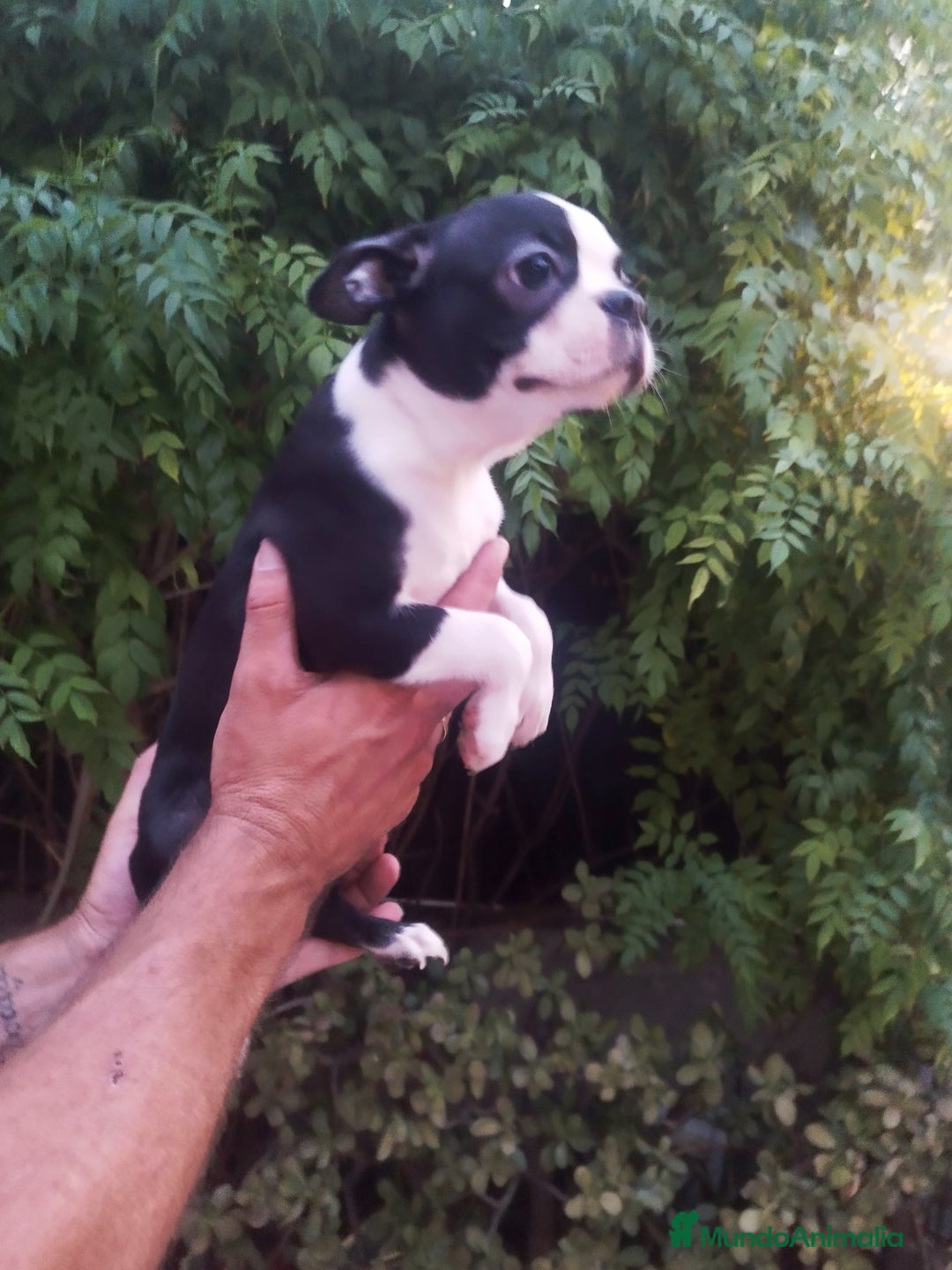 Boston Terrier perros en venta: BOSTON. CALIDAD Y SELECCIÓN  - Imagen 7