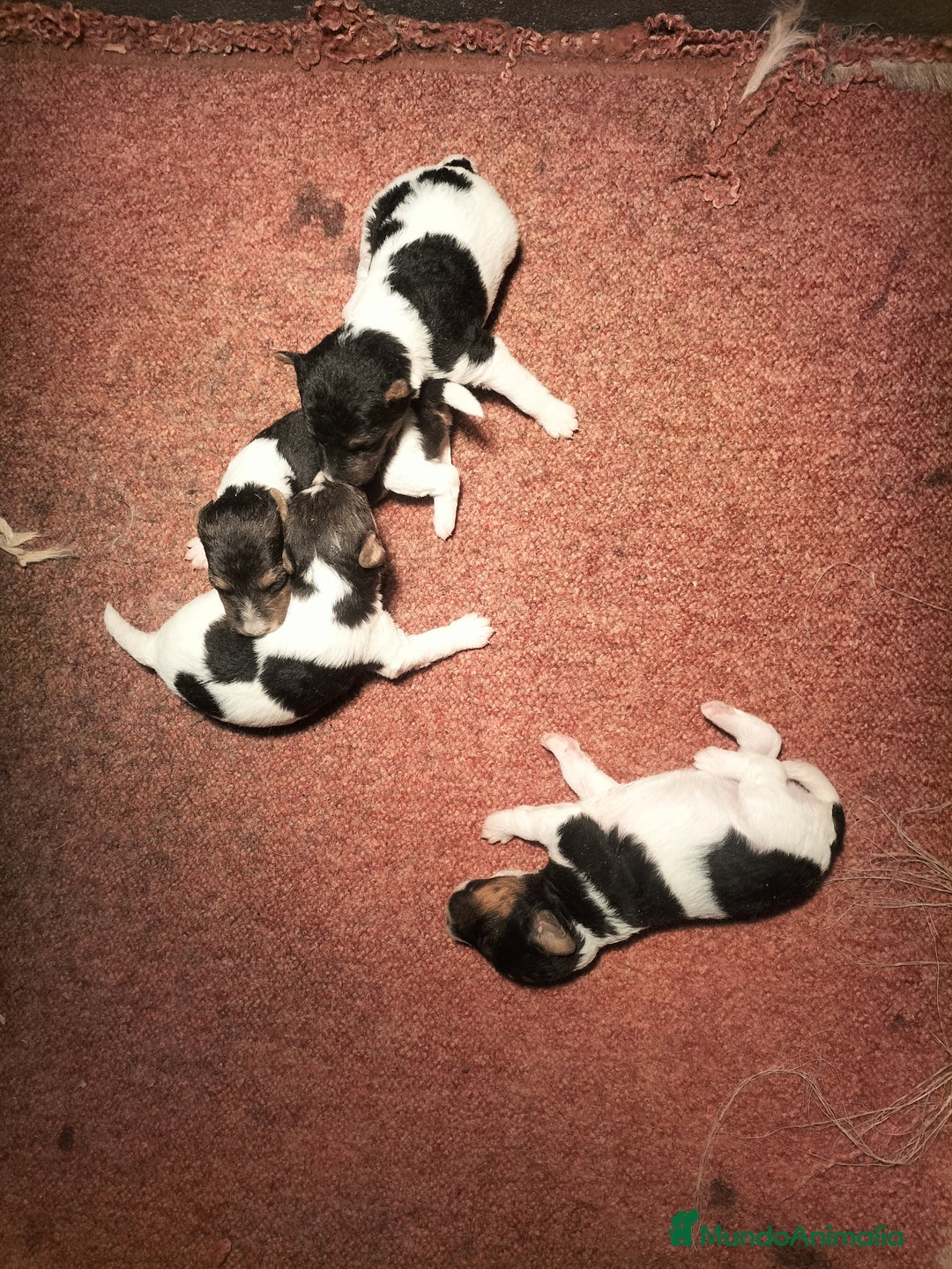 Fox Terrier de Pelo Duro perros en venta: Fox terrier  - Anuncio 2