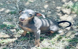 Pinscher Alemán perros en venta: PINSCHER ALEMÁN OPORTUNIDAD - Imagen 5