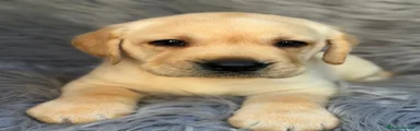 Labrador Retriever 1